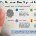 Why Do Humans Have Fingerprints?